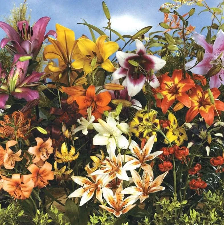 All Summer Blooms Lilium Asiatic Lily Mix Bulbs - Lily Flowering Bulbs for Planting | 75 Days of Blooms Variety Mix - Easy to Grow (30 Pack)
