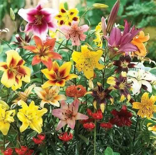 All Summer Blooms Lilium Asiatic Lily Mix Bulbs - Lily Flowering Bulbs for Planting | 75 Days of Blooms Variety Mix - Easy to Grow (30 Pack)