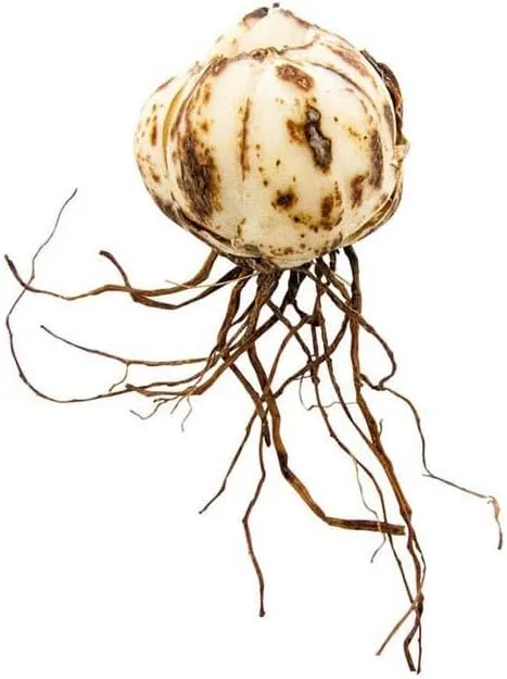 All Summer Blooms Lilium Asiatic Lily Mix Bulbs - Lily Flowering Bulbs for Planting | 75 Days of Blooms Variety Mix - Easy to Grow (30 Pack)