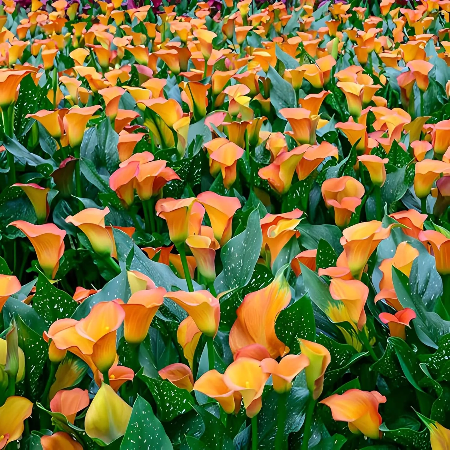 Apricot Lady Calla Lily Bulbs - Long Lasting Blooms, Perennial Hybrid Calla Lily Apricot Lady | Perfect Addition to Any Garden (6 Pack)