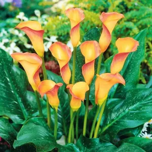 Apricot Lady Calla Lily Bulbs - Long Lasting Blooms, Perennial Hybrid Calla Lily Apricot Lady | Perfect Addition to Any Garden (6 Pack)