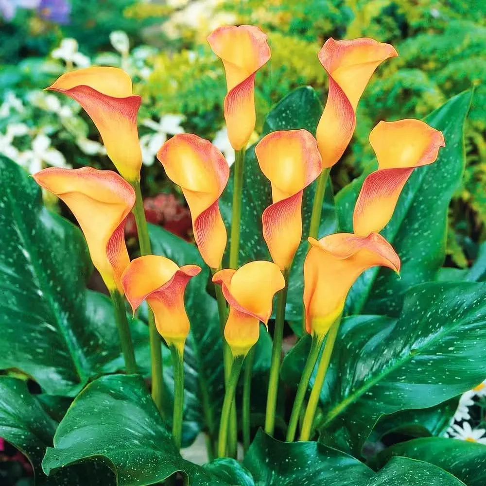 Apricot Lady Calla Lily Bulbs - Long Lasting Blooms, Perennial Hybrid Calla Lily Apricot Lady | Perfect Addition to Any Garden (6 Pack)