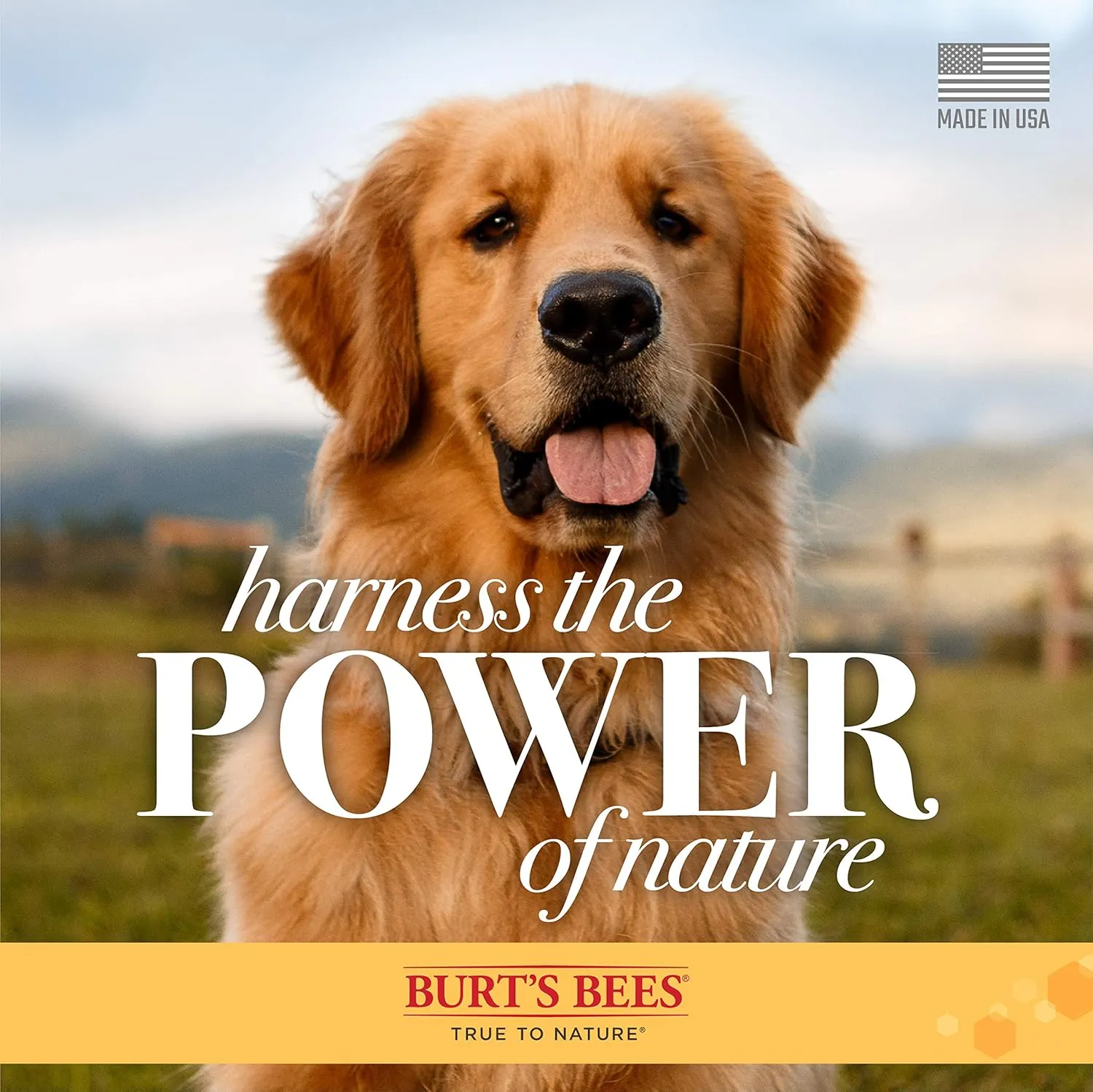 Burt's Bees for Pets Oatmeal Dog Conditioner with Colloidal Oat Flour and Honey, 95% Natural Origin Formulas, Gentle Canine Conditioning for Itchy Dogs, 6pk, 10 oz