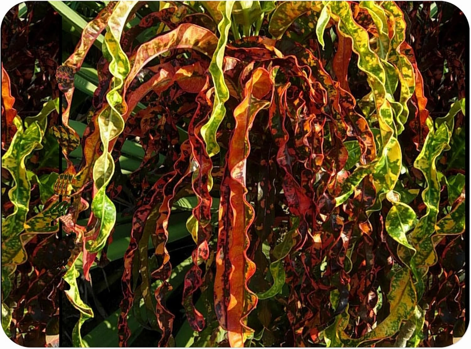 Dreadlocks Tropical Croton Live Plant Slow Growing Unusual Twisting Cascading Leaves Burgundy Green Yellow Bronze Coral Emeralds TM
