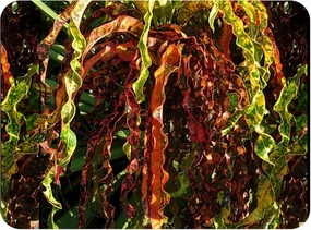 Dreadlocks Tropical Croton Live Plant Slow Growing Unusual Twisting Cascading Leaves Burgundy Green Yellow Bronze Coral Emeralds TM