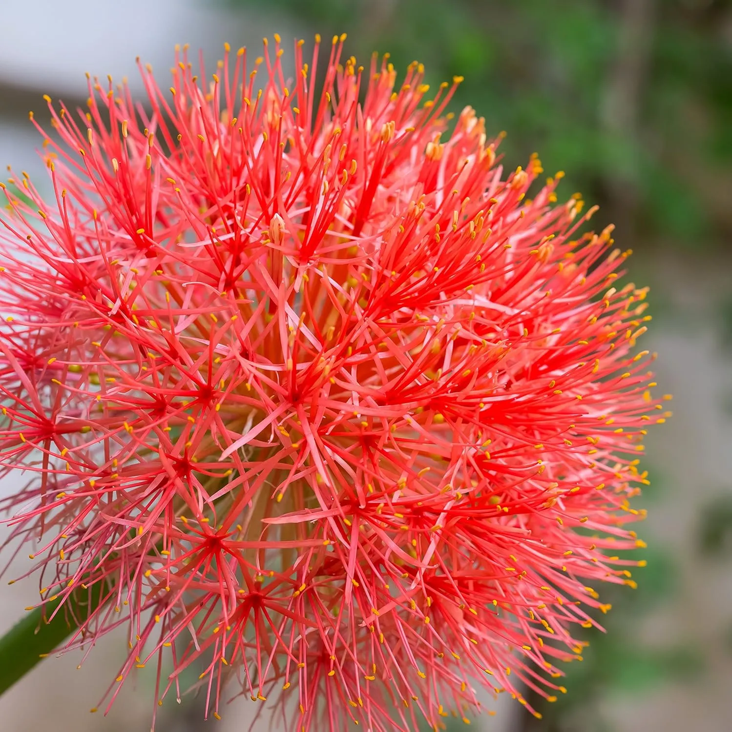 Easy to Grow Red 'African Blood Lily' Plant Bulbs (3 Pack) - Beautiful Uncommon Red Flowering Blooms in Summer Gardens
