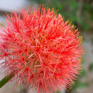 Easy to Grow Red 'African Blood Lily' Plant Bulbs (3 Pack) - Beautiful Uncommon Red Flowering Blooms in Summer Gardens