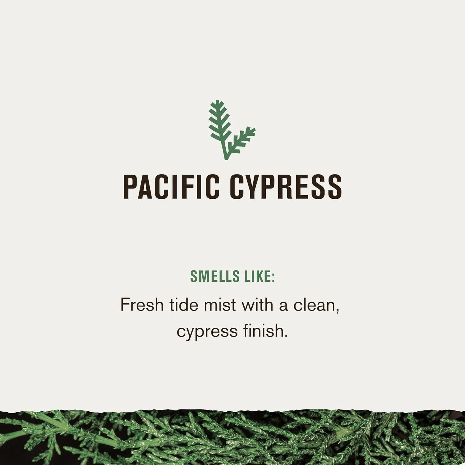 Every Man Jack Men’s Pacific Cypress Bath and Body Gift Set - Clean Ingredients & Conifer Branches, Sea Salt, and Citrus Scent - Body Wash, 2-in-1 Shampoo, Deodorant & Face Wash