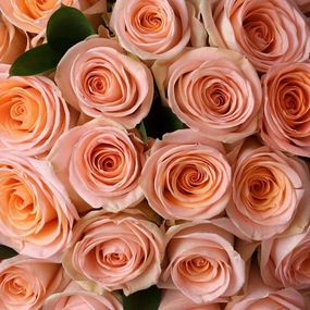 Peach Roses