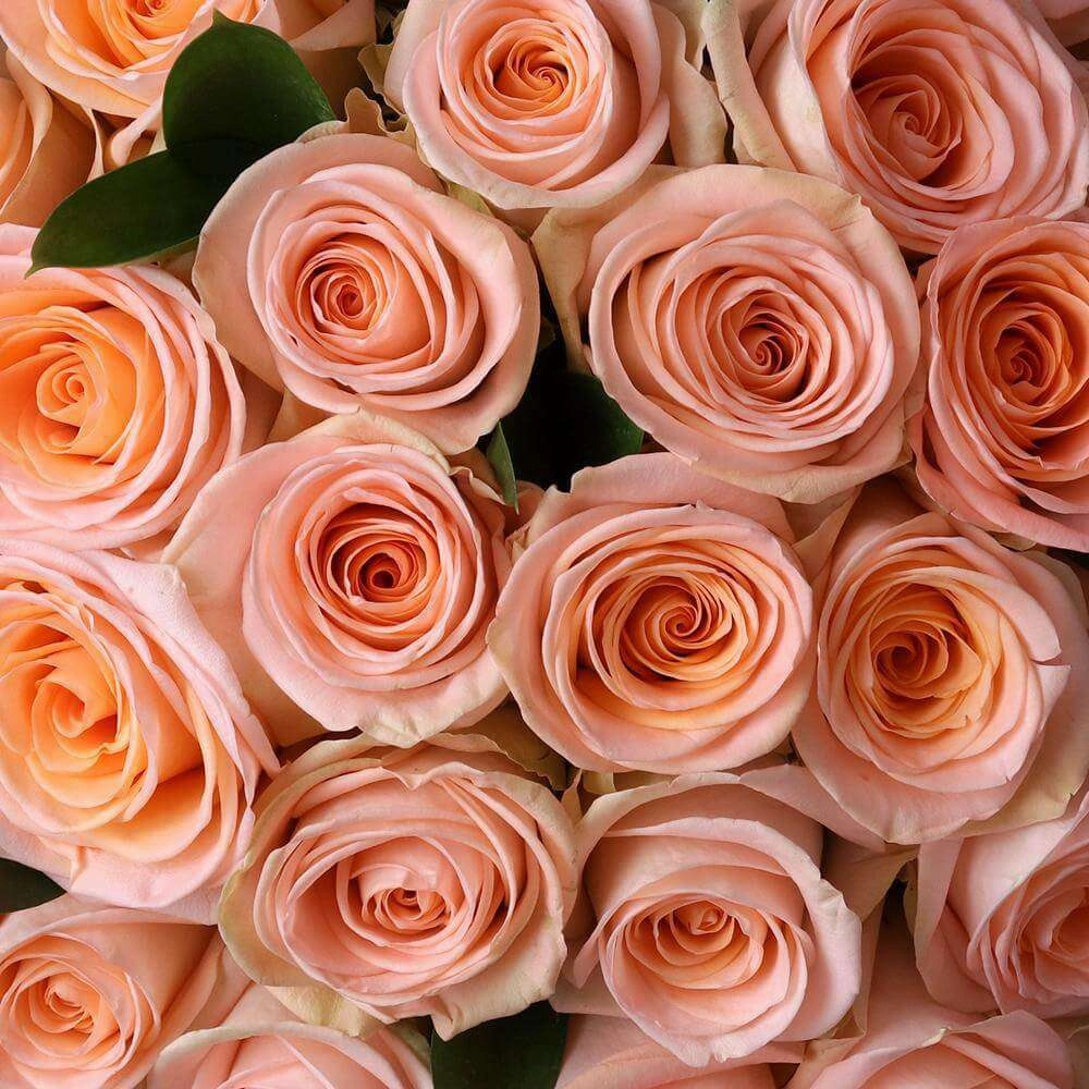Peach Roses