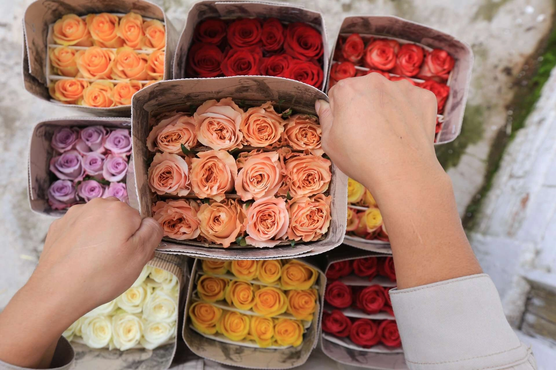 Peach Roses