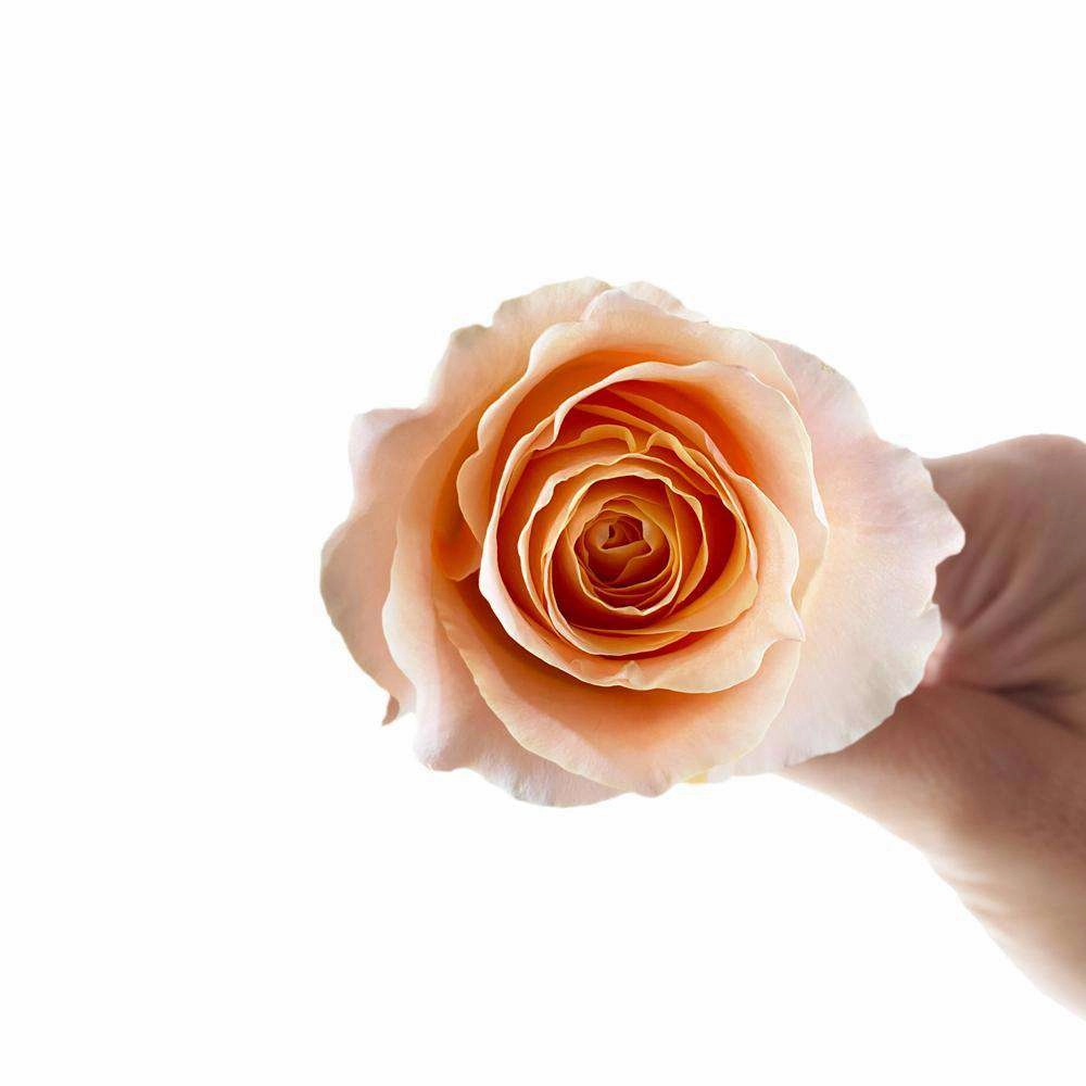 Peach Roses