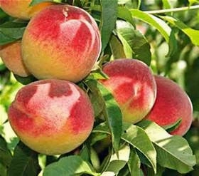 Redhaven Peach