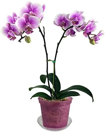 rePotme 6" Slotted Clear Orchid Pots 3 Pack (Rose Quartz)